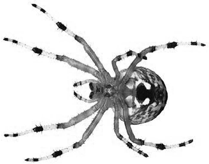 Spiders: the ultimate material synthesizers