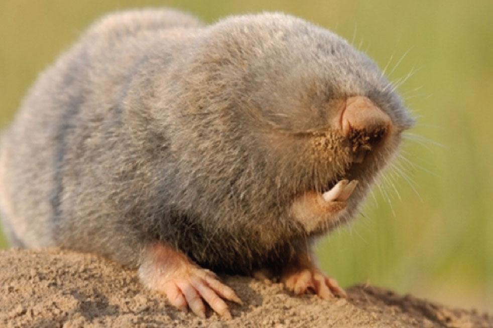 The amazing mole rat