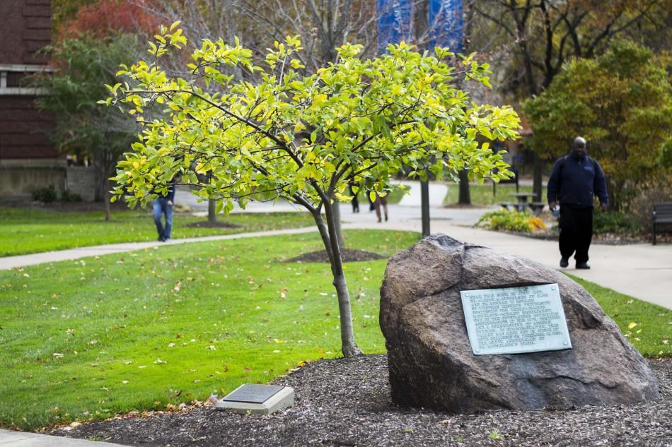 The apple tree, located in between Adelbert Hall and the Rockefeller Building, is a descendant of the tree that inspired Isaac Newton's theory of gravity. 