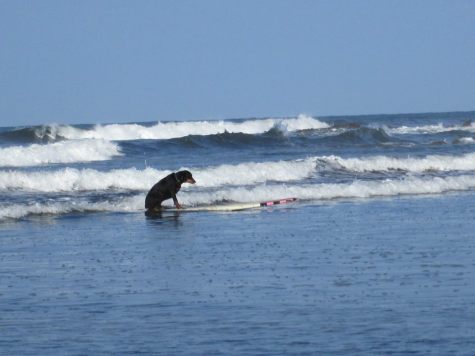 The students all took surfing lessons, and even got to see Rocko, one of the El Coco Loco dogs, take a shot at riding the waves.