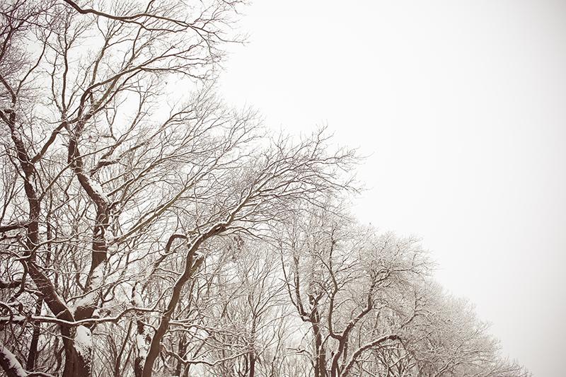 Winter Trees