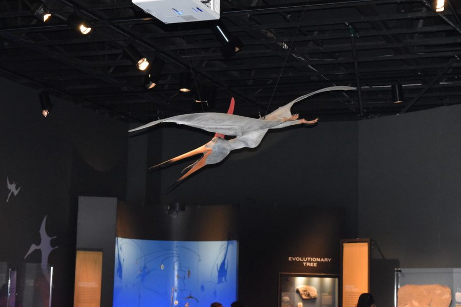 The Cleveland Museum of Natural Historys Flight in the Age of Dinosaurs exhibit was organized by The American Museum of Natural History in New York. It features pterosaurs, the first vertebrates to achieve flight. The exhibit opened Feb. 17 and will run until Aug. 12.  