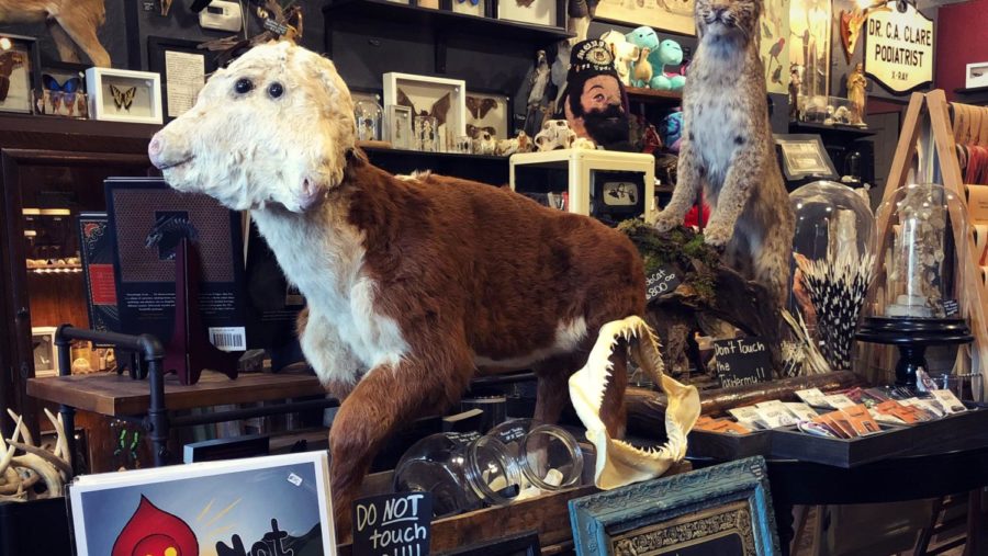Cleveland Curiosities' taxidermy animals are among the shop's many unique antiques and oddities.