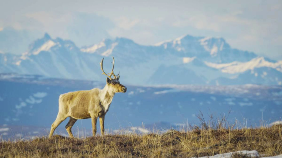 Caribou living in the Talkeetna Mountains of Alaska are just one of the many wild species documented in National Geographics America the Beautiful.
