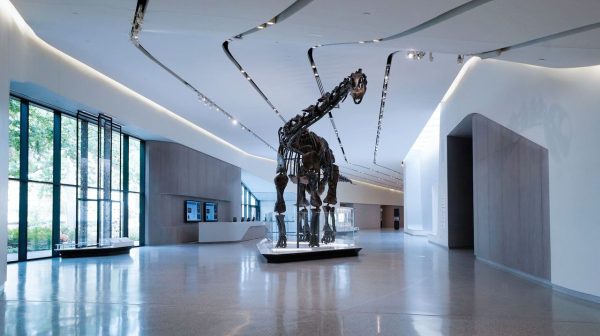 Greeting visitors as they walk into the newly-refurbished museum, Happy the dinosaur stands tall in the new Visitor Hall.
