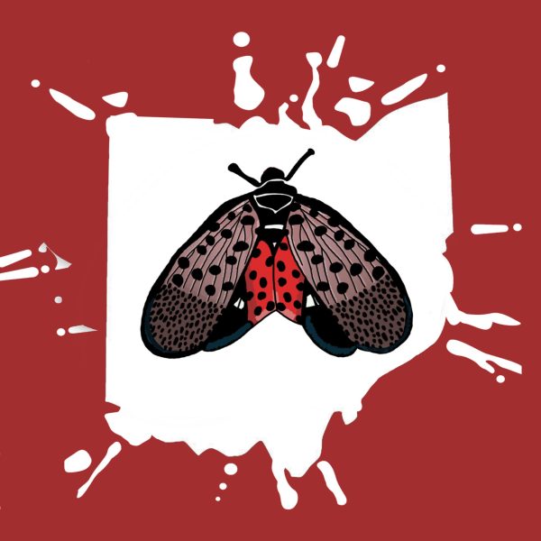 Spotted lanternflies spotted at CWRU and in Northeast Ohio