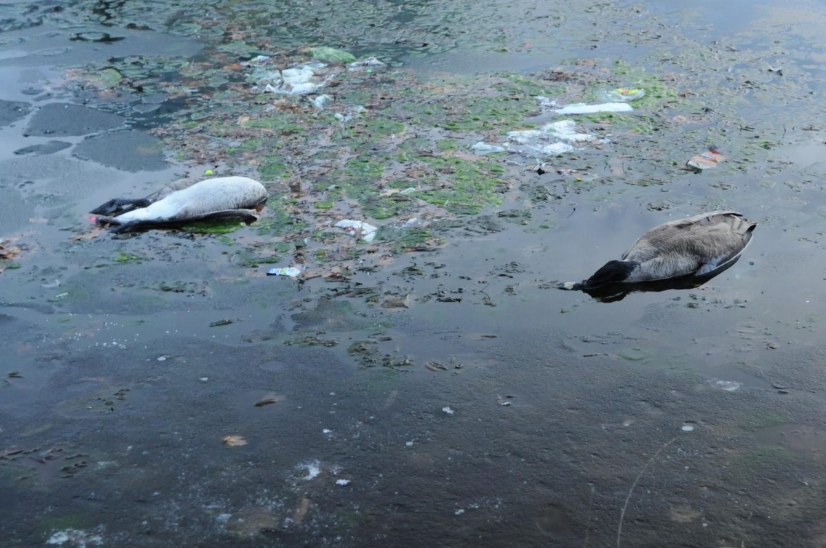 Two dead geese lie in Wade Lagoon, likely victims of bird flu. CWRU students started noticing sick geese in late February, but the presence of bird flu was only confirmed in a March 6 alert.